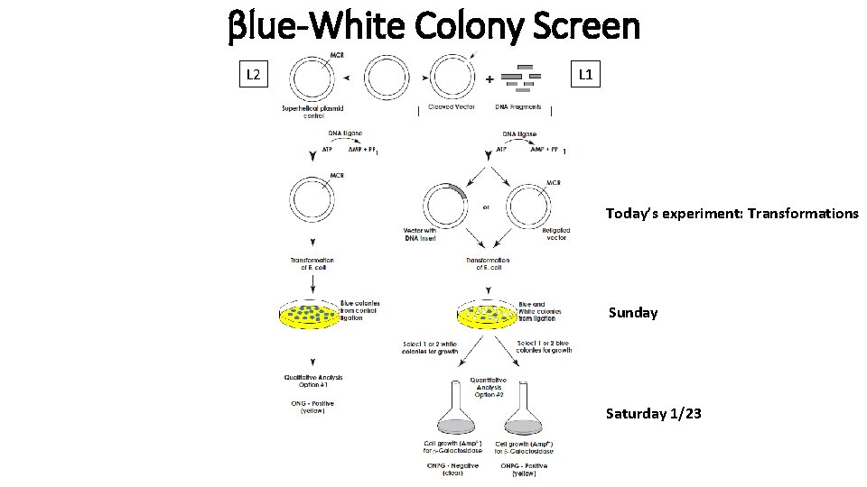 βlue-White Colony Screen L 2 L 1 Today’s experiment: Transformations Sunday Saturday 1/23 