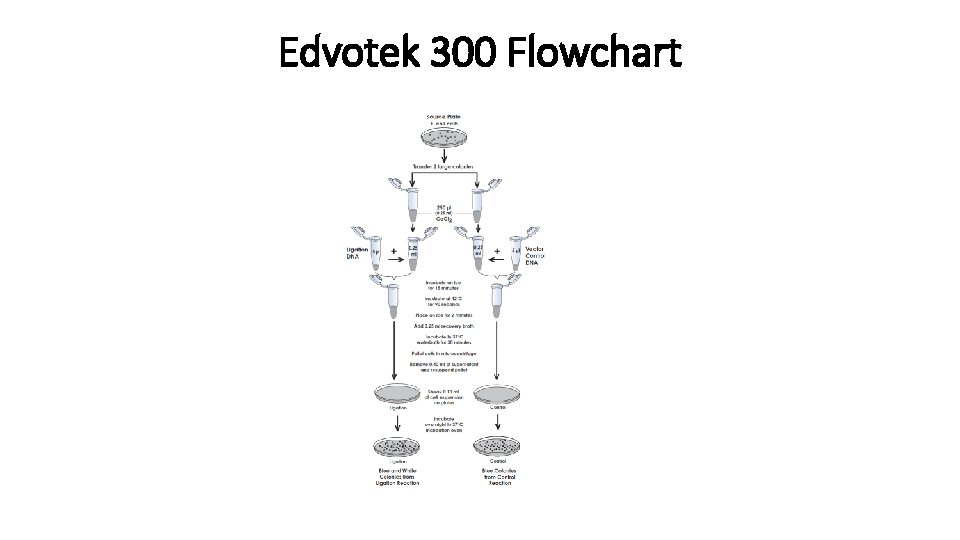 Edvotek 300 Flowchart 
