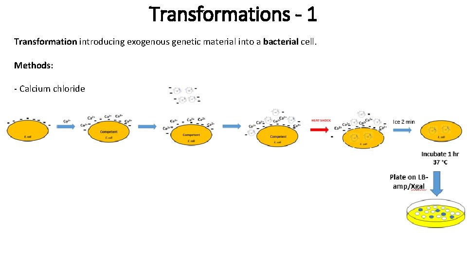 Transformations - 1 Transformation introducing exogenous genetic material into a bacterial cell. Methods: -