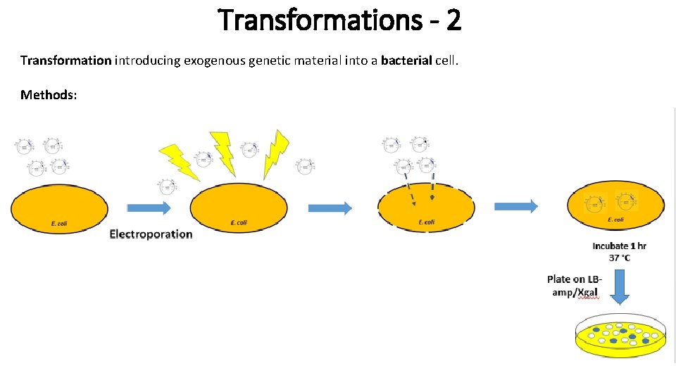 Transformations - 2 Transformation introducing exogenous genetic material into a bacterial cell. Methods: -