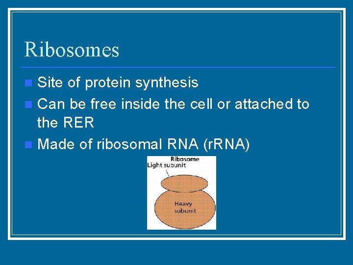 Ribosomes Site of protein synthesis n Can be free inside the cell or attached