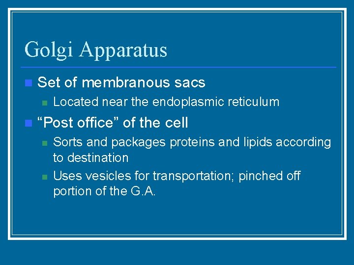 Golgi Apparatus n Set of membranous sacs n n Located near the endoplasmic reticulum