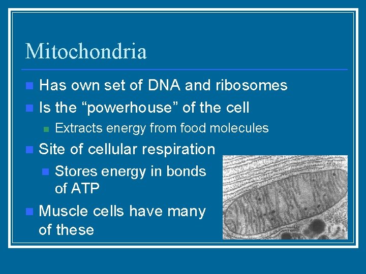 Mitochondria Has own set of DNA and ribosomes n Is the “powerhouse” of the