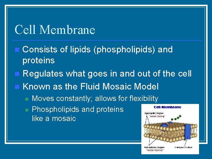 Cell Membrane Consists of lipids (phospholipids) and proteins n Regulates what goes in and