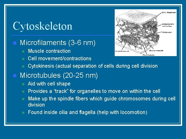 Cytoskeleton n Microfilaments (3 -6 nm) n n Muscle contraction Cell movement/contractions Cytokinesis (actual