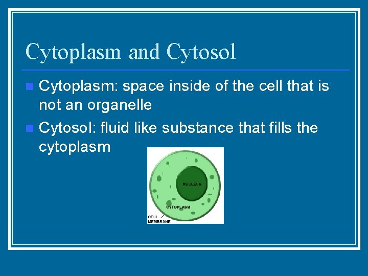 Cytoplasm and Cytosol Cytoplasm: space inside of the cell that is not an organelle