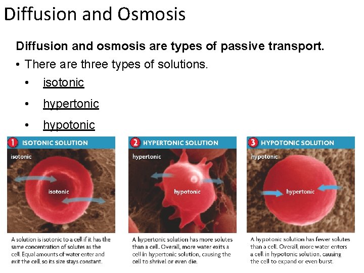 Diffusion and Osmosis Diffusion and osmosis are types of passive transport. • There are