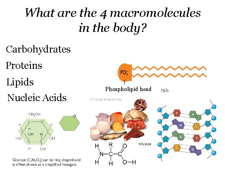What are the 4 macromolecules in the body? Carbohydrates Proteins Lipids Nucleic Acids Phospholipid