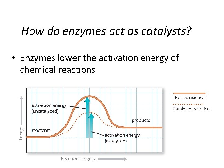 Biology Review L 18 1 Macromolecules Enzymes Describe
