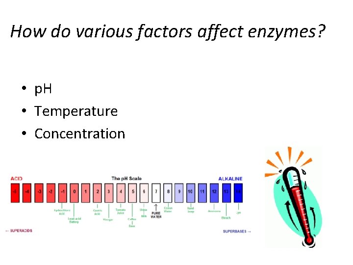 How do various factors affect enzymes? • p. H • Temperature • Concentration 