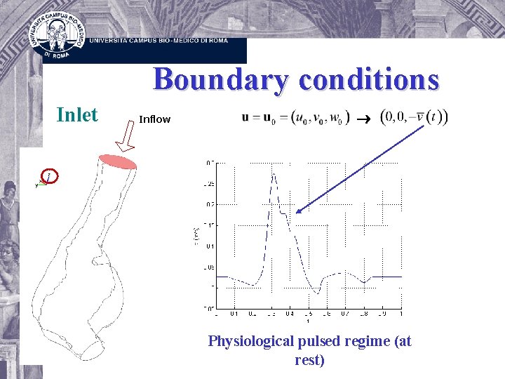 Boundary conditions Inlet Inflow Physiological pulsed regime (at rest) 