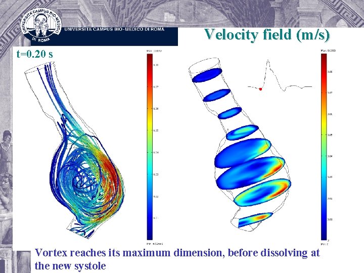 Velocity field (m/s) t=0. 20 s Vortex reaches its maximum dimension, before dissolving at