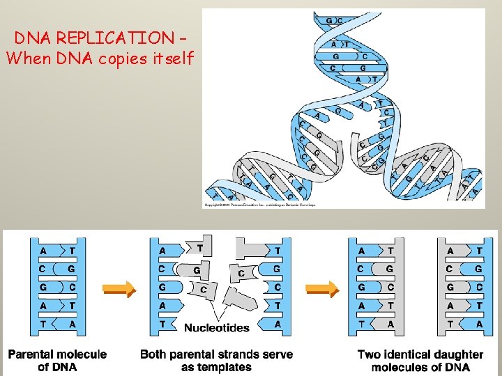 DNA REPLICATION – When DNA copies itself 