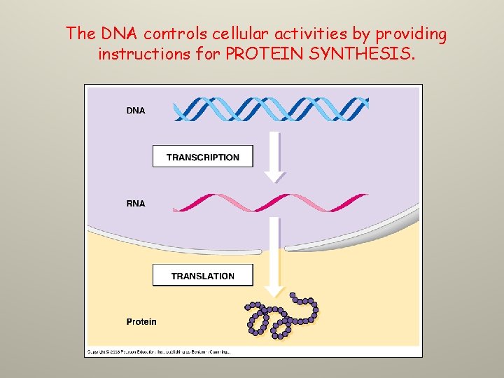 The DNA controls cellular activities by providing instructions for PROTEIN SYNTHESIS. 