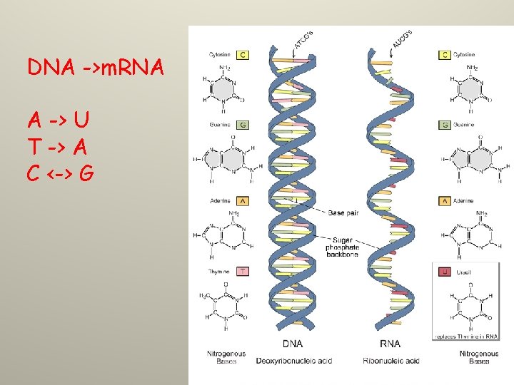 DNA ->m. RNA A -> U T -> A C <-> G 