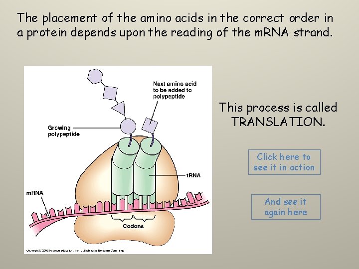 The placement of the amino acids in the correct order in a protein depends