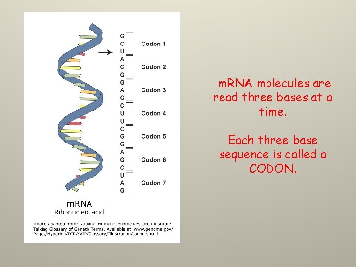 m. RNA molecules are read three bases at a time. Each three base sequence