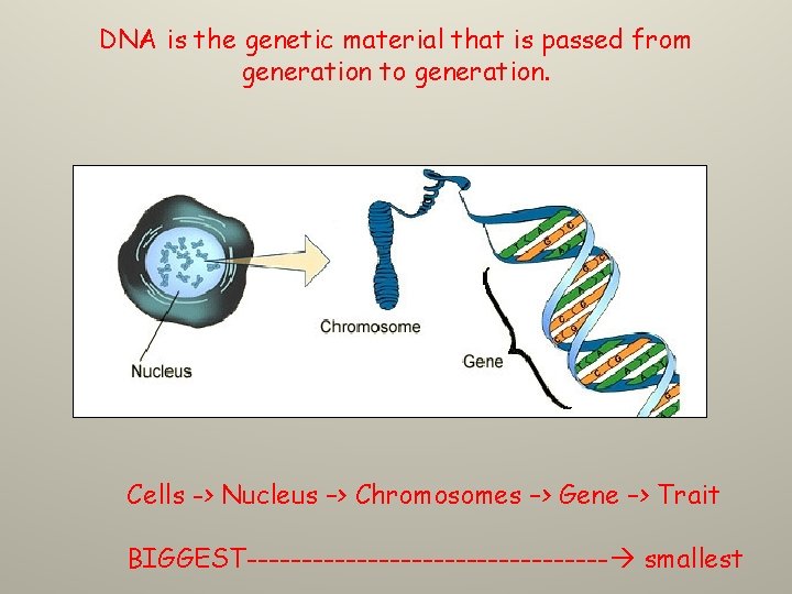 DNA is the genetic material that is passed from generation to generation. Cells ->