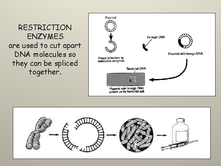 RESTRICTION ENZYMES are used to cut apart DNA molecules so they can be spliced