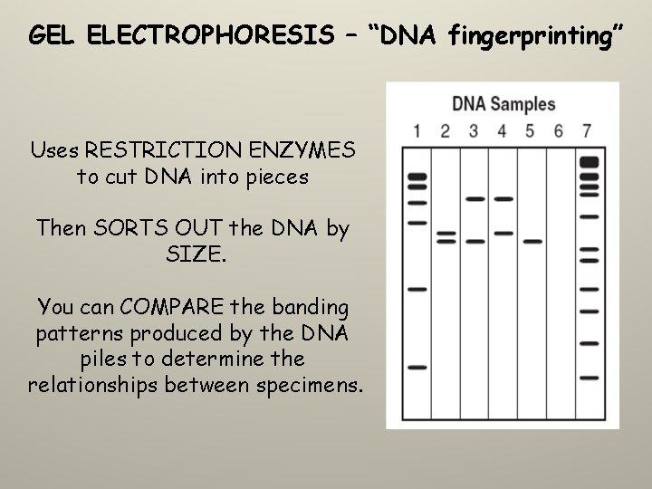 GEL ELECTROPHORESIS – “DNA fingerprinting” Uses RESTRICTION ENZYMES to cut DNA into pieces Then