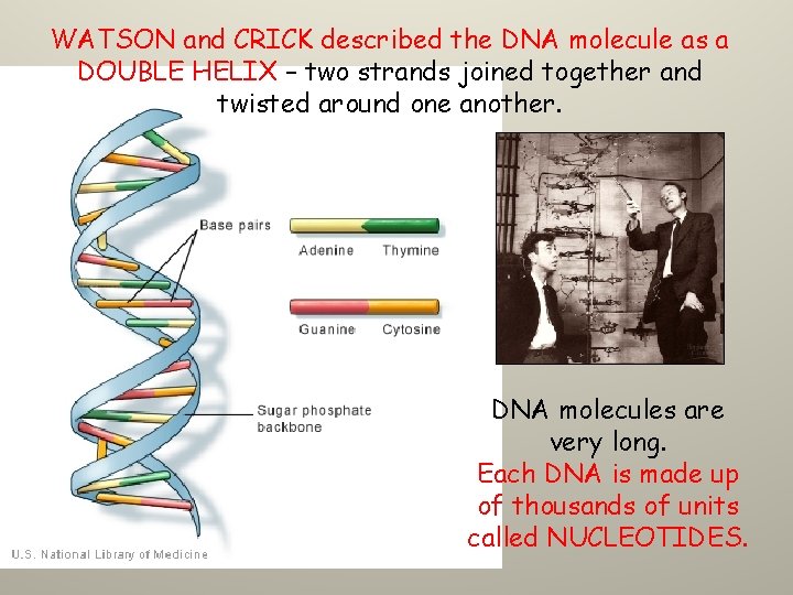 WATSON and CRICK described the DNA molecule as a DOUBLE HELIX – two strands