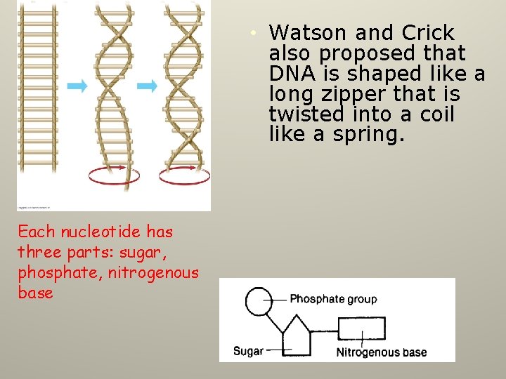  • Watson and Crick also proposed that DNA is shaped like a long