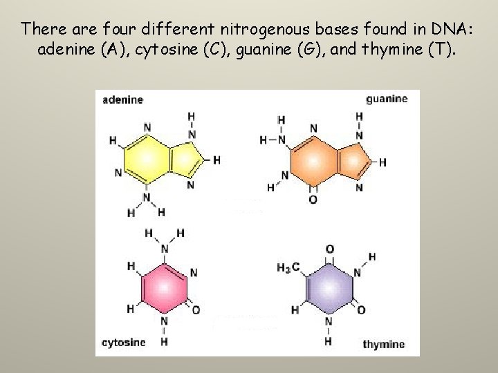 There are four different nitrogenous bases found in DNA: adenine (A), cytosine (C), guanine