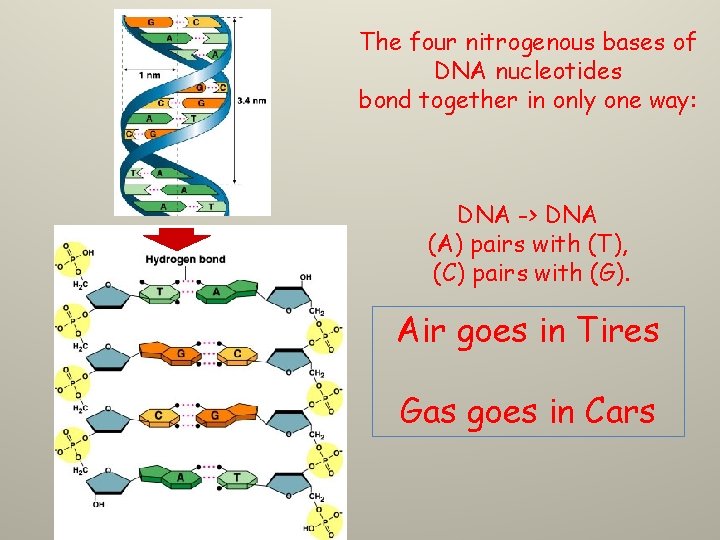 The four nitrogenous bases of DNA nucleotides bond together in only one way: DNA