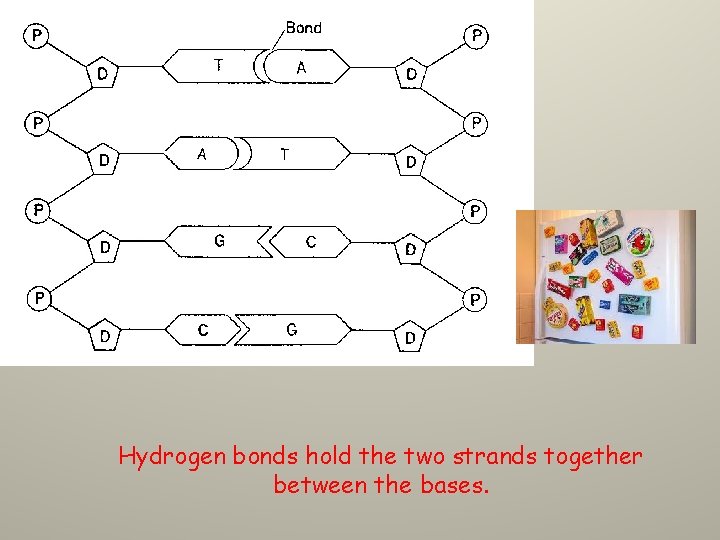 Hydrogen bonds hold the two strands together between the bases. 