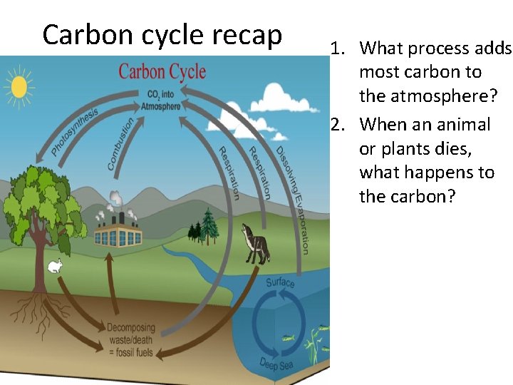 Carbon cycle recap 1. What process adds most carbon to the atmosphere? 2. When
