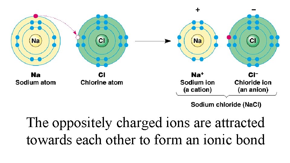 The oppositely charged ions are attracted towards each other to form an ionic bond