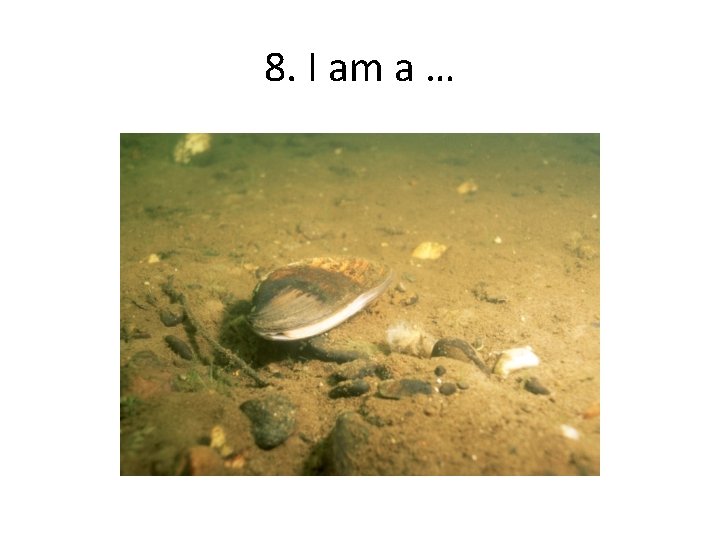 8. I am a … 