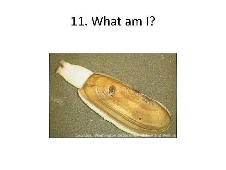11. What am I? 