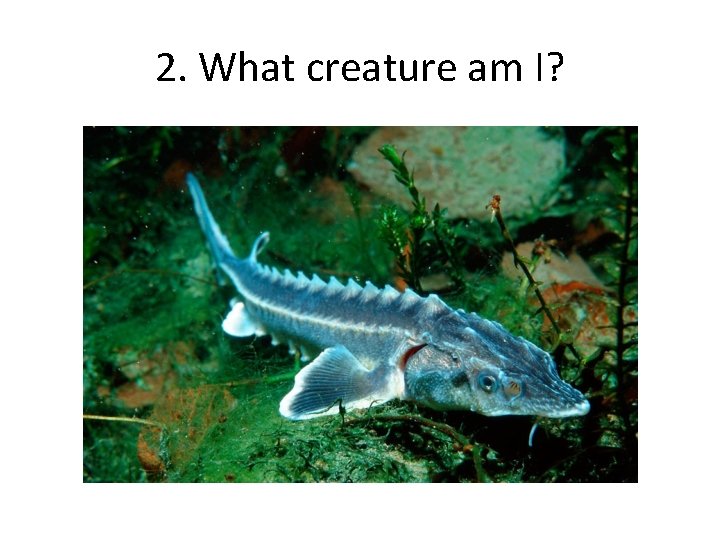 2. What creature am I? 