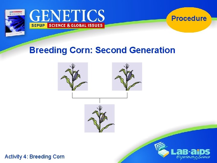 Procedure Breeding Corn: Second Generation Activity 4: Breeding Corn 