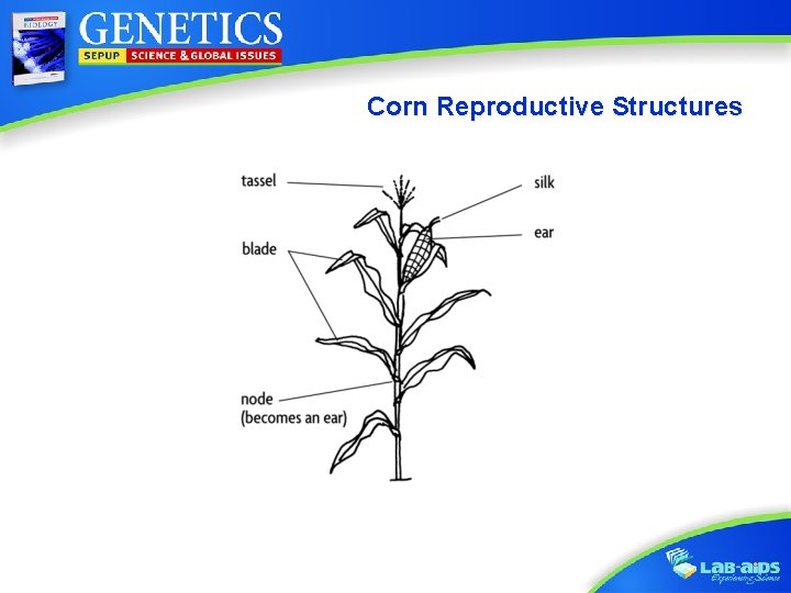 Corn Reproductive Structures Activity 4: Breeding Corn 
