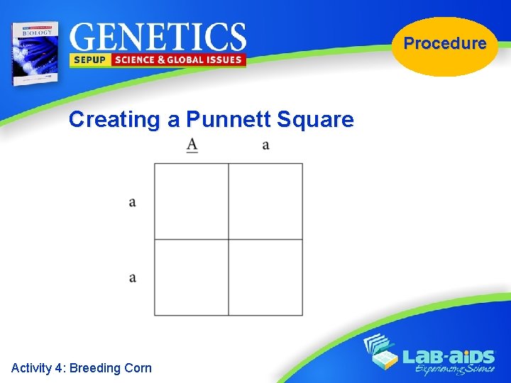 Procedure Creating a Punnett Square Activity 4: Breeding Corn 