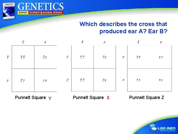 Which describes the cross that produced ear A? Ear B? Punnett Square XYY Activity