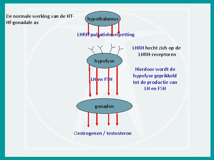 De normale werking van de HTHf-gonadale as hypothalamus LHRH-pulsatiele vrijzetting hypofyse LH en FSH