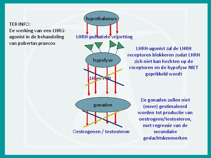 TER INFO: De werking van een LHRGagonist in de behandeling van pubertas praecox hypothalamus