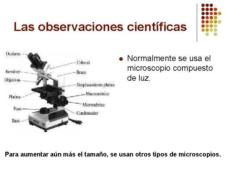 Las observaciones científicas l Normalmente se usa el microscopio compuesto de luz. Para aumentar