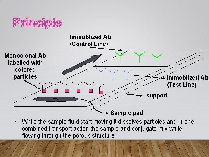Principle Immoblized Ab (Control Line) Monoclonal Ab labelled with colored particles Immoblized Ab (Test