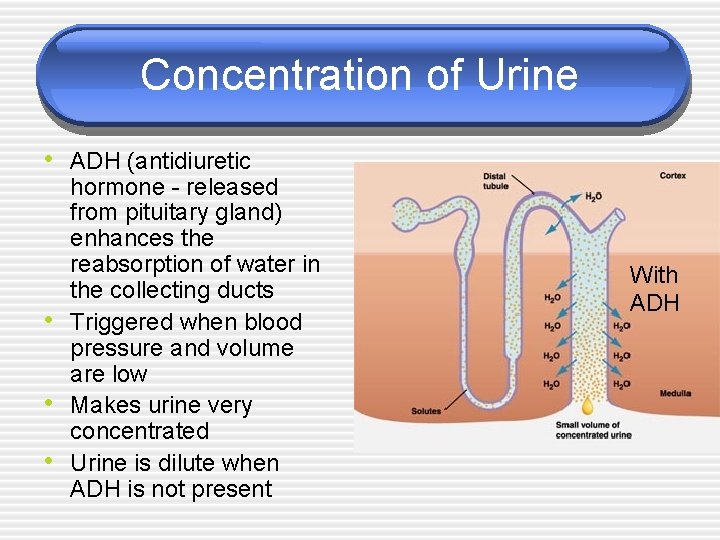 Concentration of Urine • ADH (antidiuretic • • • hormone - released from pituitary