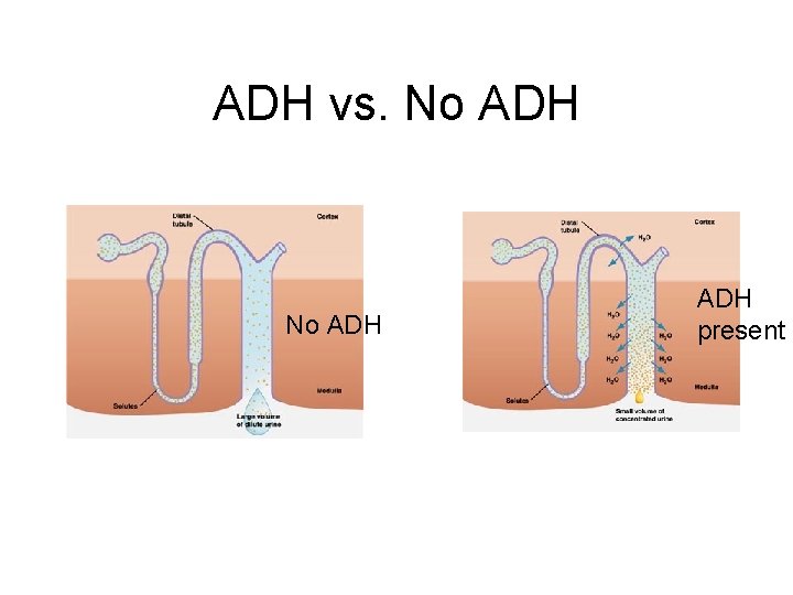 ADH vs. No ADH ADH present 