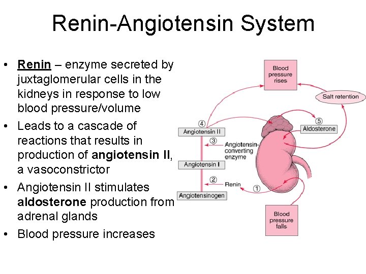 Renin-Angiotensin System • Renin – enzyme secreted by juxtaglomerular cells in the kidneys in