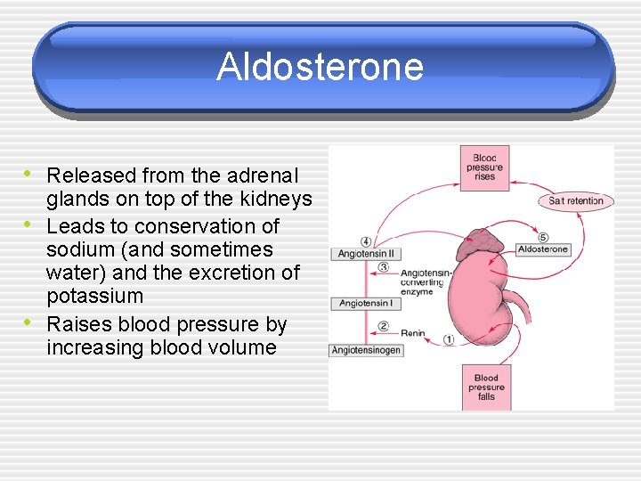 Aldosterone • Released from the adrenal • • glands on top of the kidneys