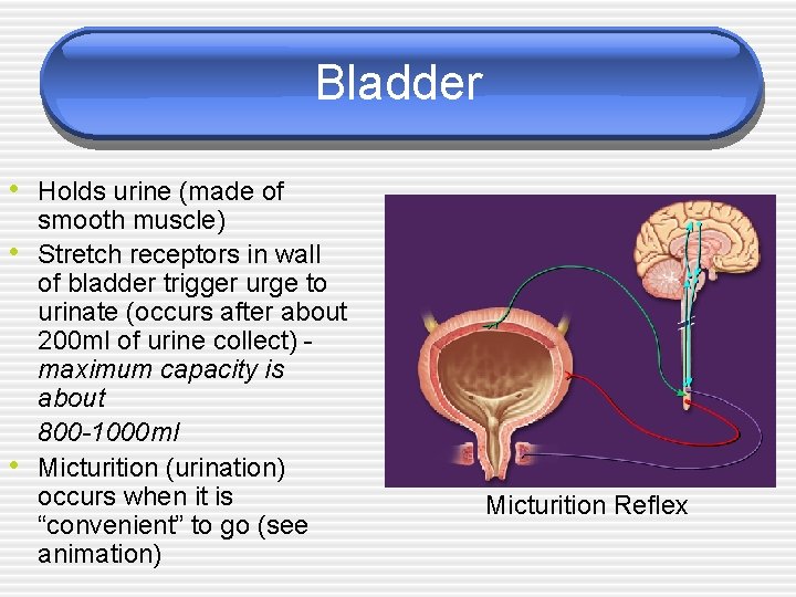 Bladder • Holds urine (made of • • smooth muscle) Stretch receptors in wall