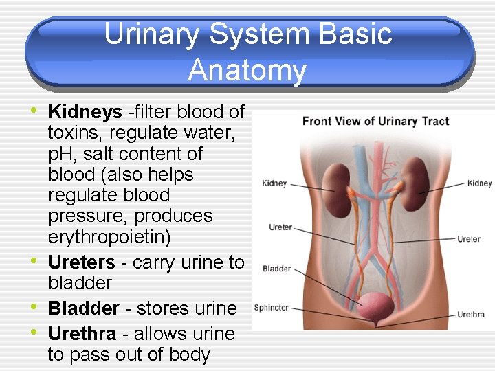 Urinary System Basic Anatomy • Kidneys -filter blood of • • • toxins, regulate