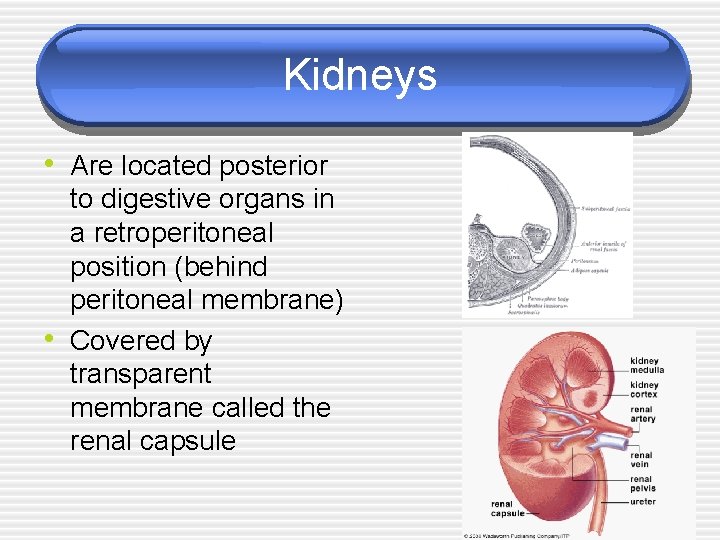 Kidneys • Are located posterior • to digestive organs in a retroperitoneal position (behind