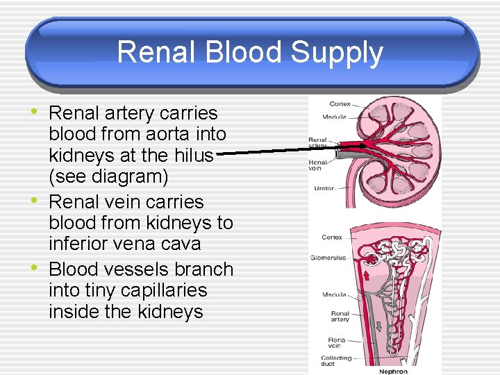 Renal Blood Supply • Renal artery carries • • blood from aorta into kidneys